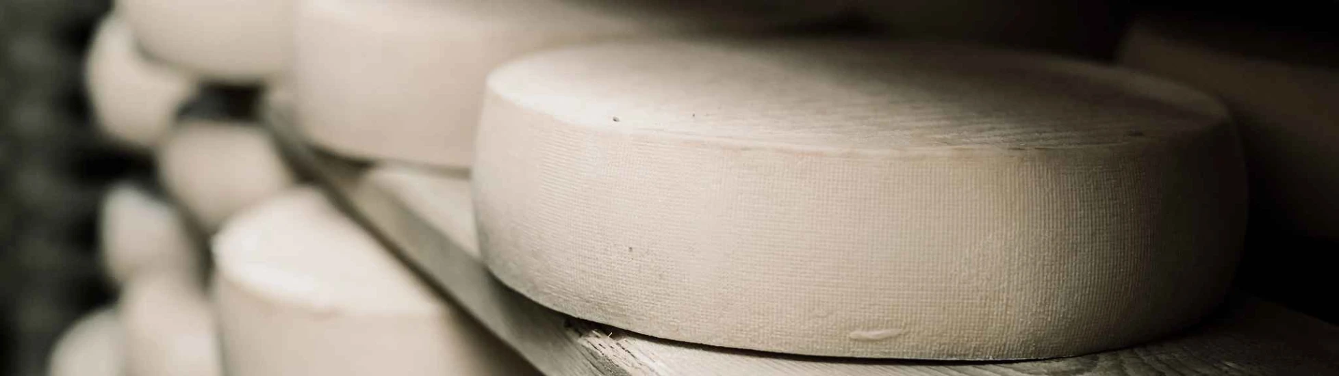Rounds of cheese stacked on shelves - Lacto Testimonial testimonial | Atradius