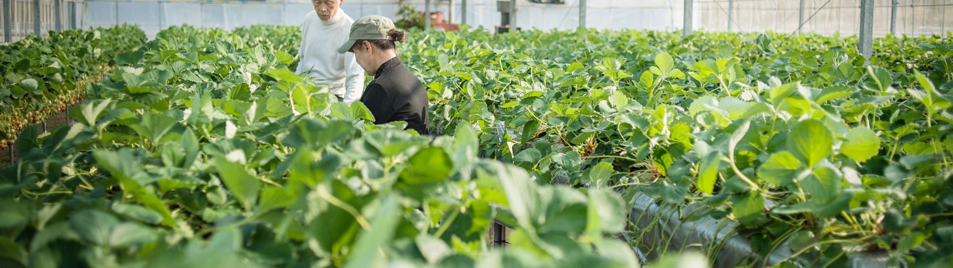 Two Asian workers in a greenhouse