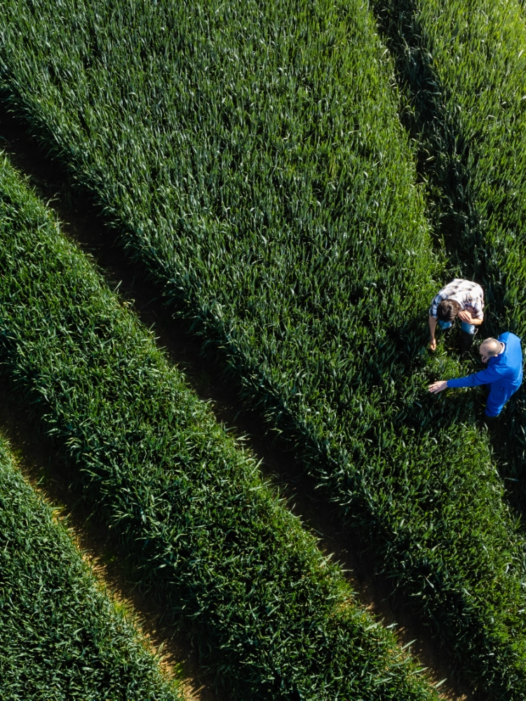 Workers in a green field examining crops